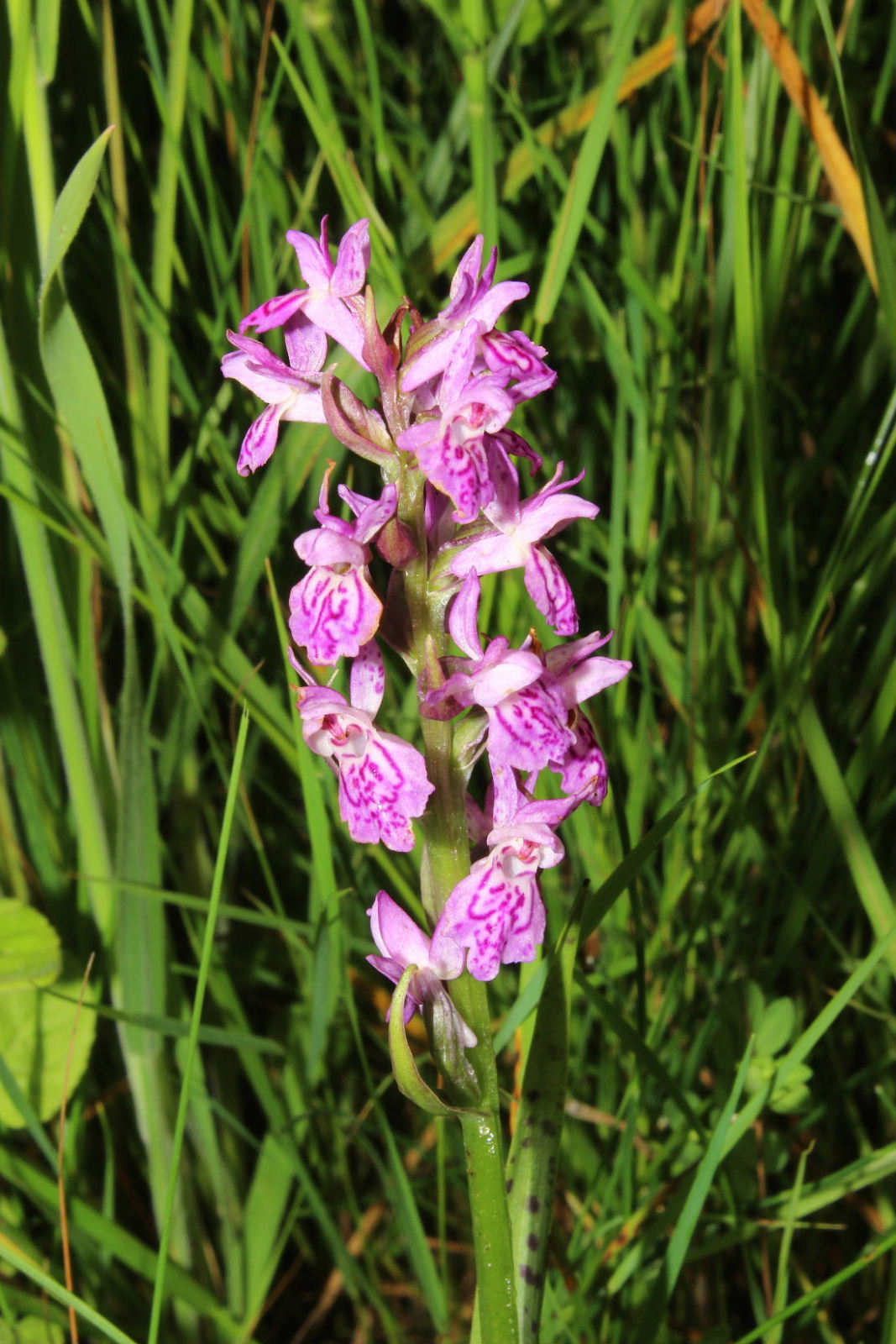 Dactylorhiza incarnata var. haematdes o ??